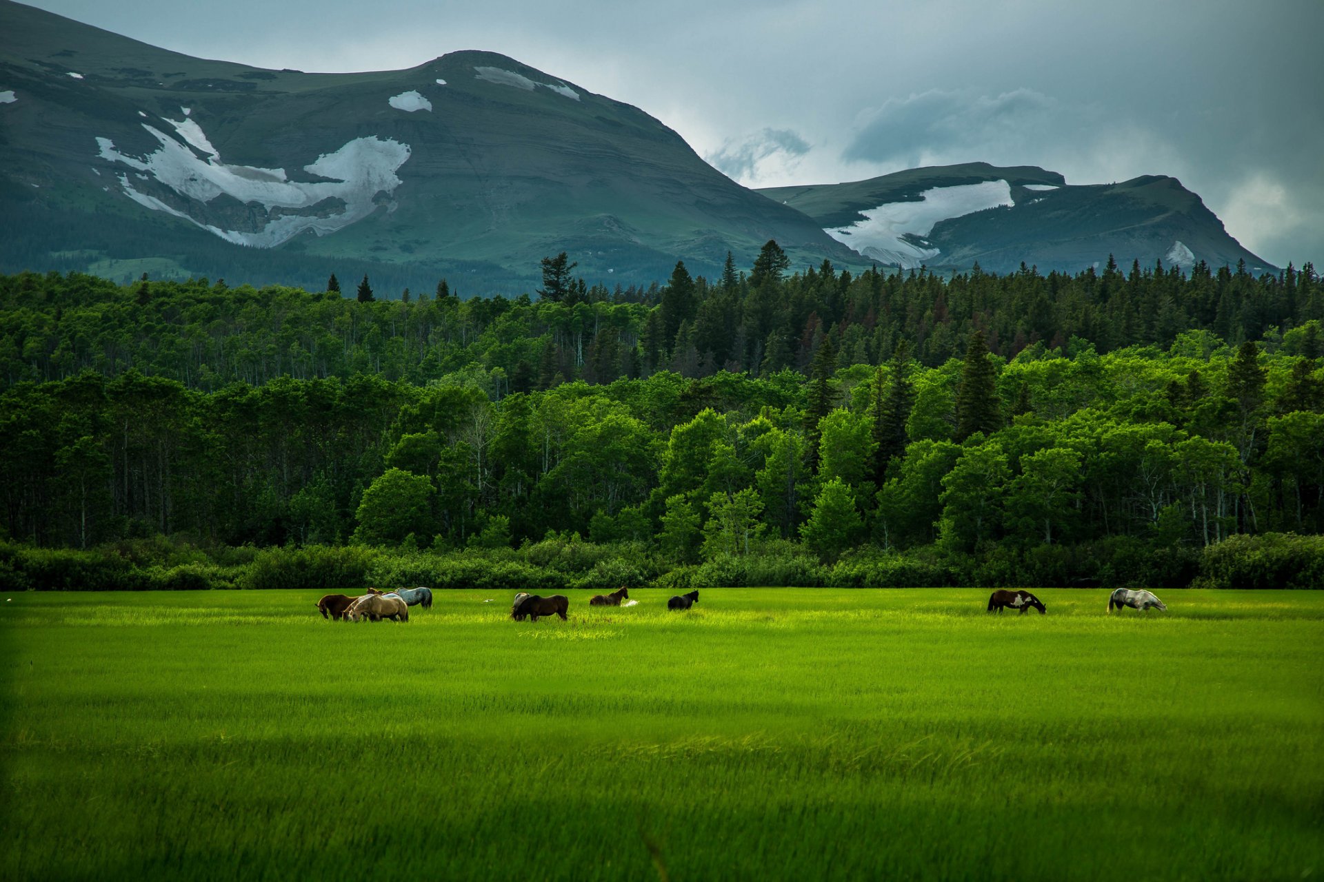 pferde feld gras grüns berge