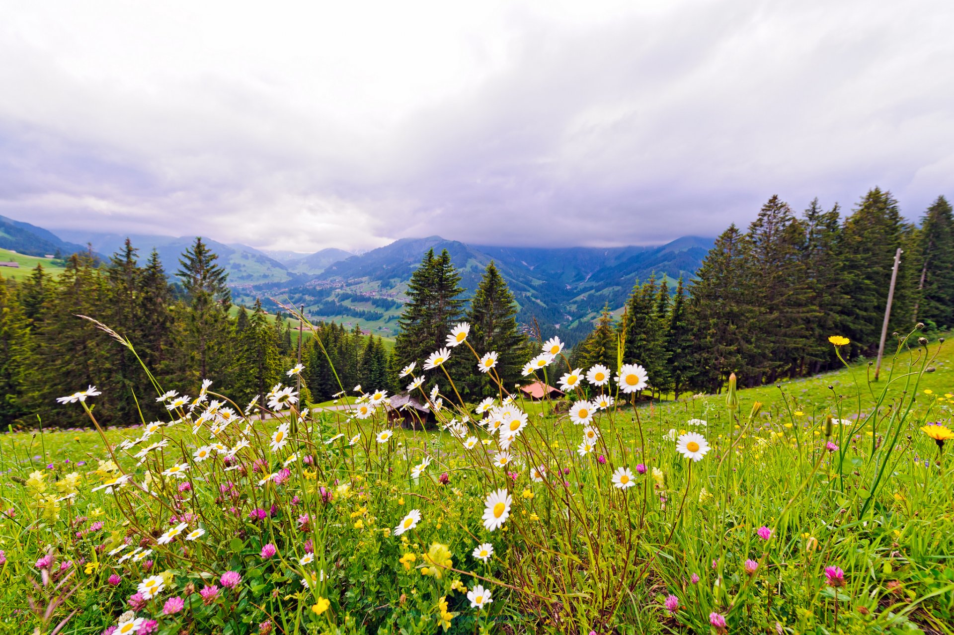 schweiz berge wiese blumen bäume natur