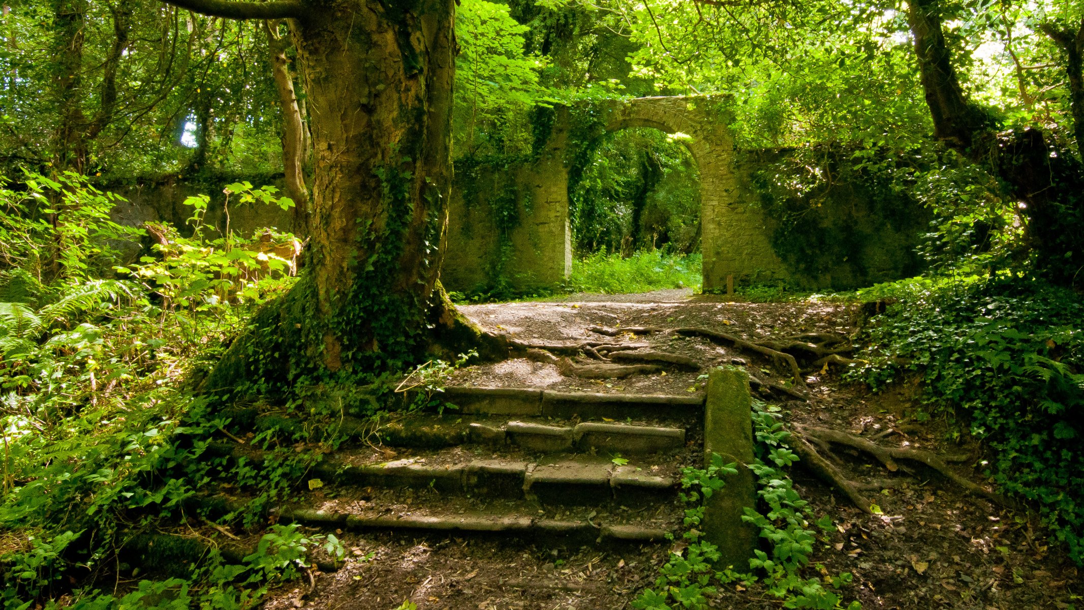 verano bosque paredes viejas