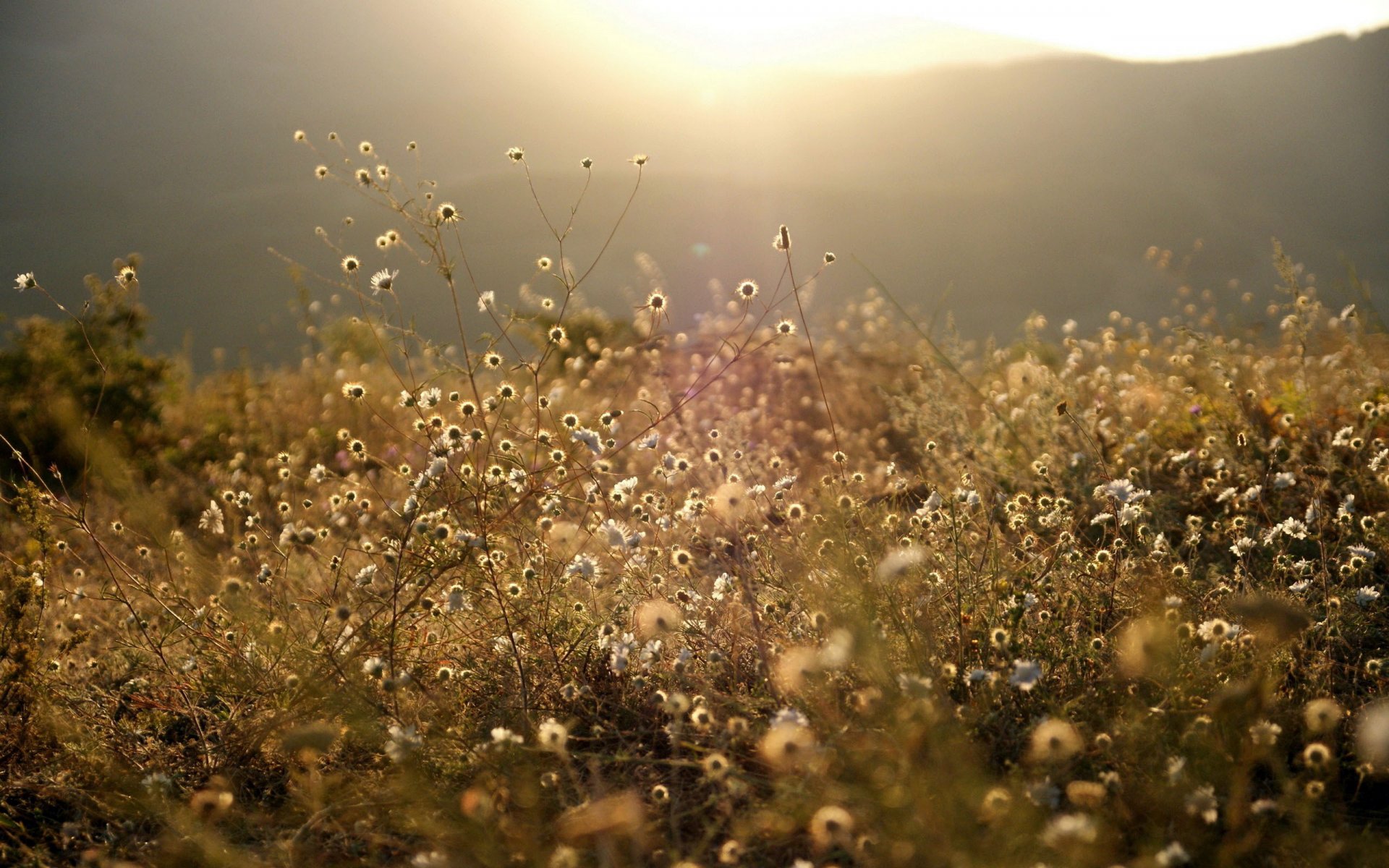 natura foresta montagna radura prato erba vegetazione prato bianco fiori luce sole raggi luminoso