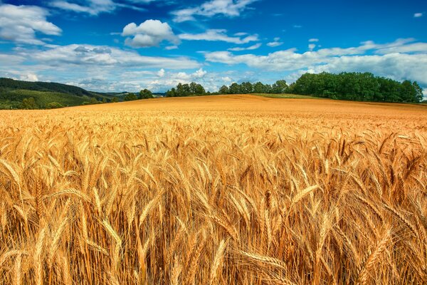 A huge field of wheat ears