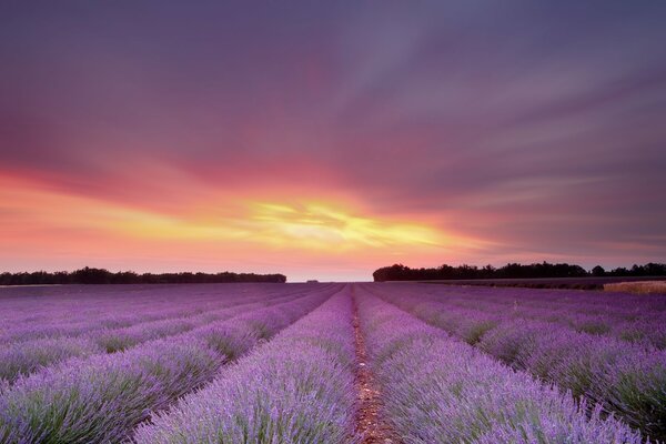 Sunset in the sky over a field of lavender flowers