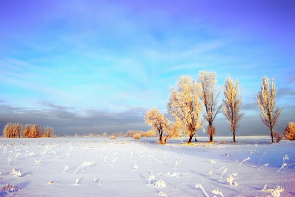 Śnieżne pole i drzewa z iniem