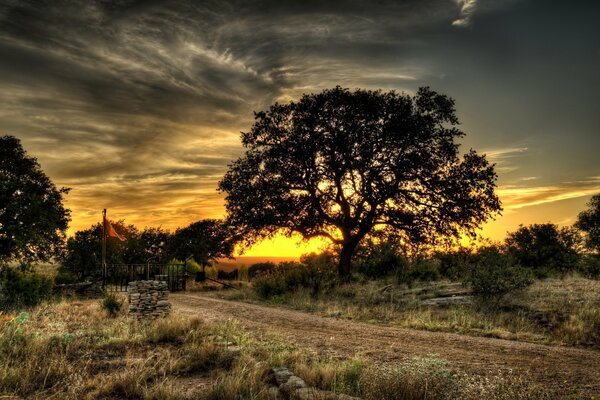 Coucher de soleil sur la nature. Grand arbre