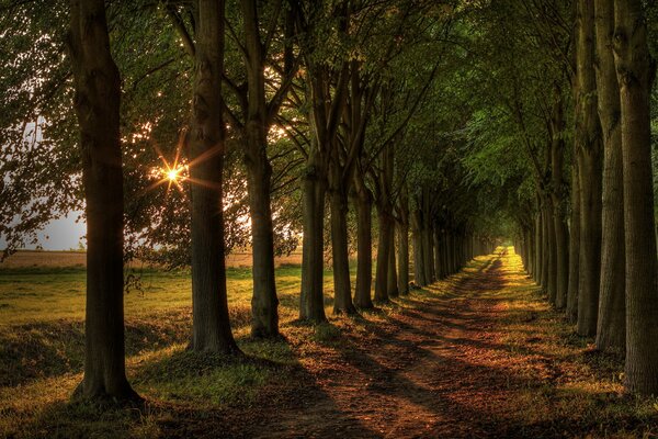 La strada tra gli alberi è illuminata dal sole