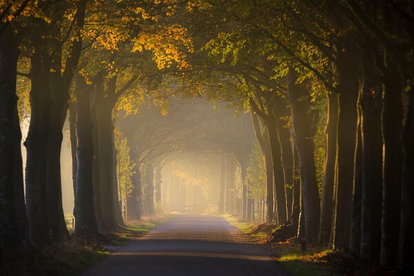 Herbst im Wald. Straße unter Bäumen