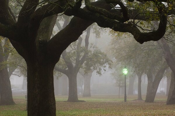 Laterne im Park in der Nähe von Bäumen im Nebel