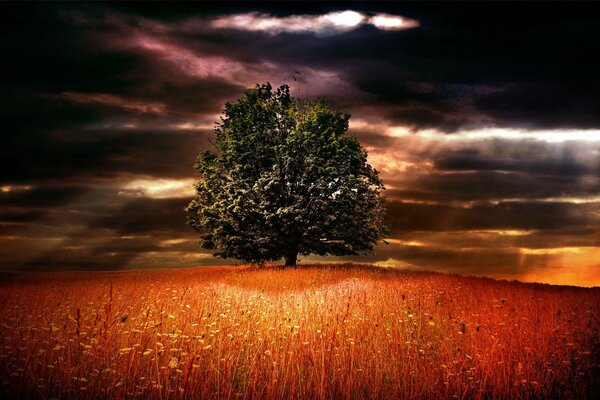 A tree under thunderclouds in a scarlet field