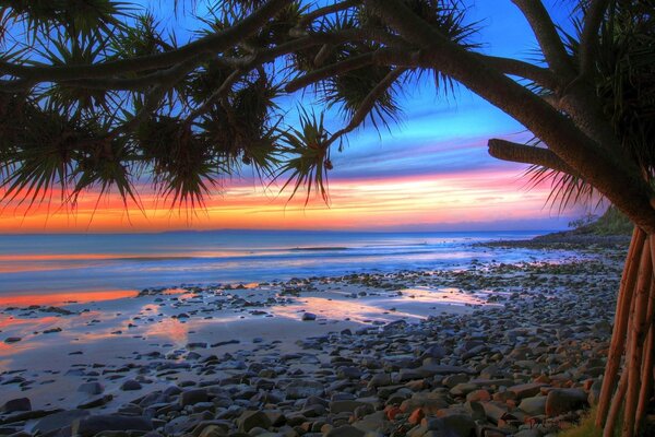 Palmera que crece en la costa del océano al atardecer