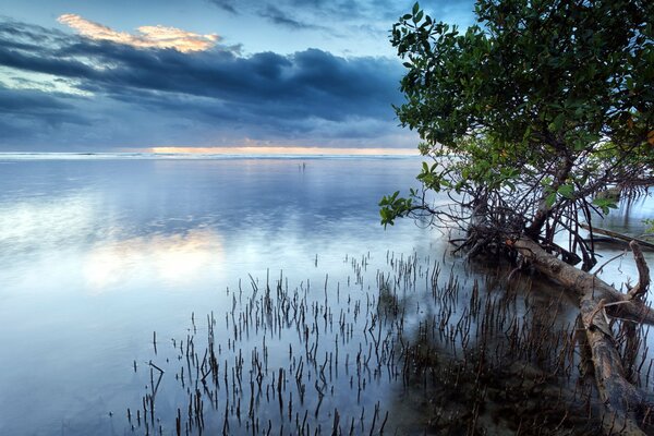 Abendlandschaft mit Bäumen und See