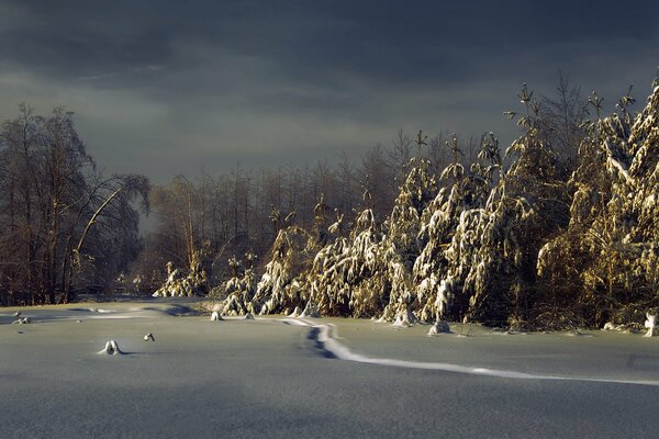 Noche en el bosque de invierno