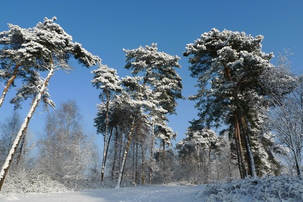 Bäume im Schnee und Frost auf dem Hintergrund des blauen Himmels im Winter