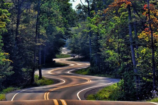 Una strada tortuosa che conduce alla foresta