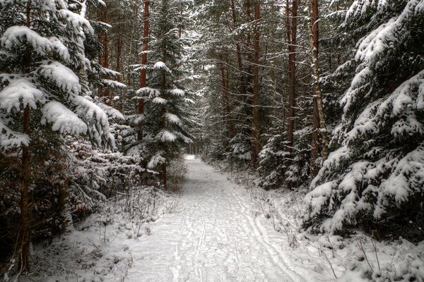 Winterlandschaft mit Gehweg unter schneebedeckten Nadelbäumen