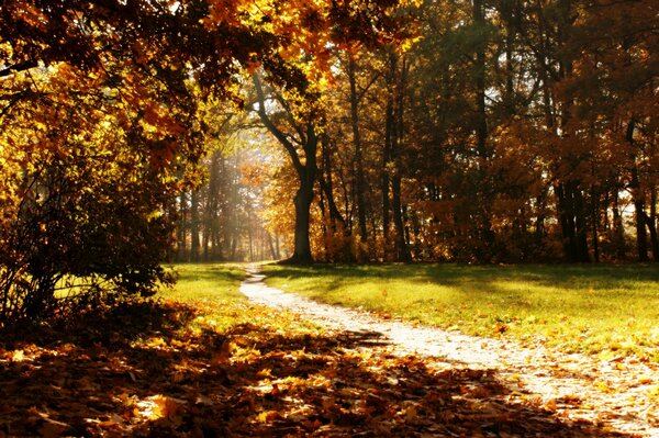 The trail through the autumn park