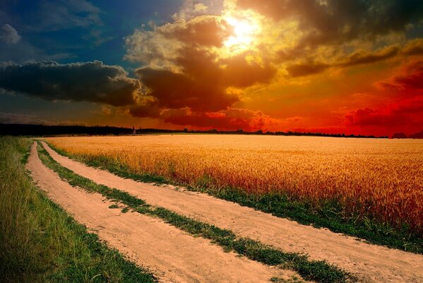 Landschaft Natur Feld Weizen Ohren Straße