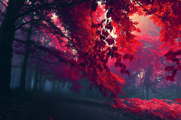 Leuchtend rote Blätter von Bäumen in einem nebligen Wald