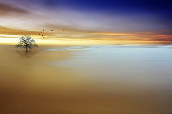 A tree with birds in front of the sea at sunset