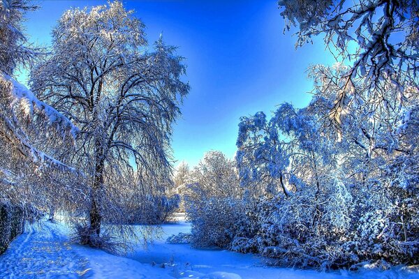 Bosque cubierto de nieve de invierno bajo el cielo azul