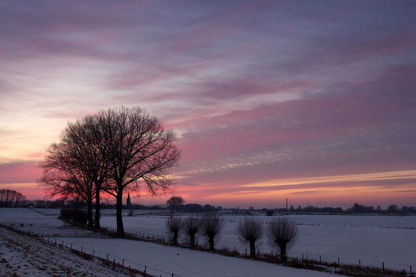 Ein einsamer Baum im Feld bei Winter Sonnenuntergang