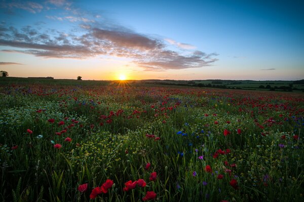 Campo britannico con bei colori e cielo blu