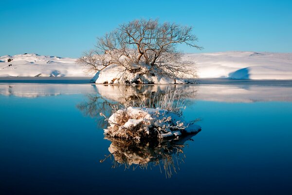 Reflejo de un árbol de invierno junto al mar