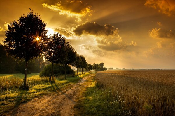 Straße mit Bäumen und Feld bei Sonnenuntergang