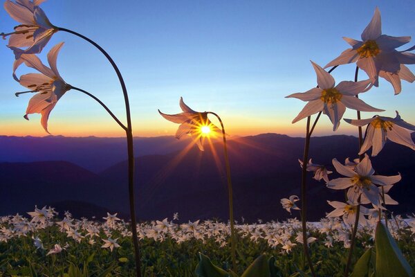 Nature and sunset of the celestial horizon