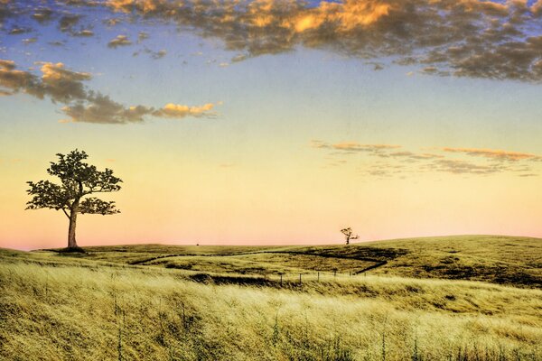 A tree in the steppe above the sky with clouds