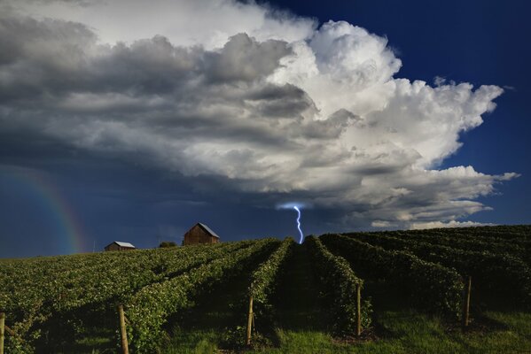 Weinberg Wolken fern Blitz