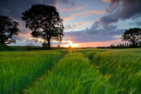 Sommerfeld mit Bäumen und schönem Sonnenuntergang