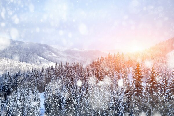 Winterwald am Berghang