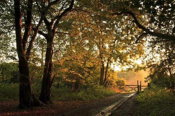 Forest road in autumn. fence