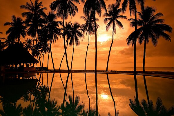 Grands palmiers au coucher du soleil orange