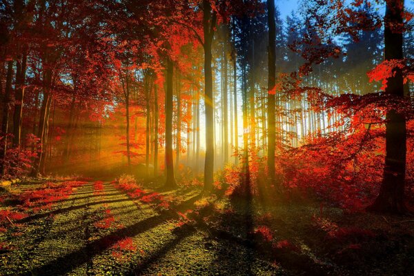 The sun s rays in the autumn forest