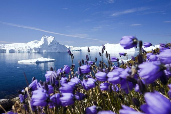 Campanas entre los glaciares del Ártico