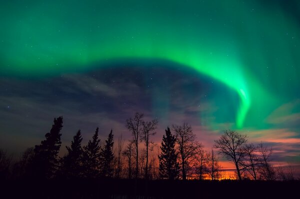 The northern lights at night over the silhouettes of trees