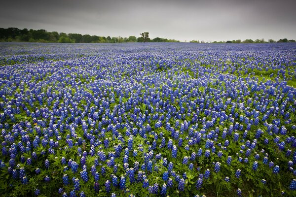 Paysage de fleurs bleues dans le champ