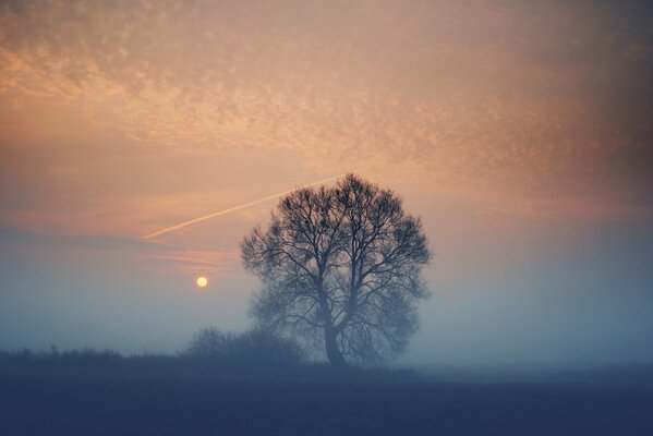 Einsamer Baum bei Sonnenuntergang im Nebel