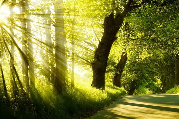 Summer, morning, sunny park with a road