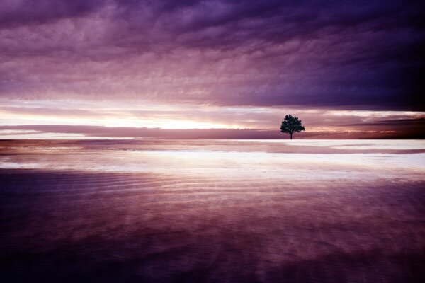 A lonely tree against a background of purple clouds