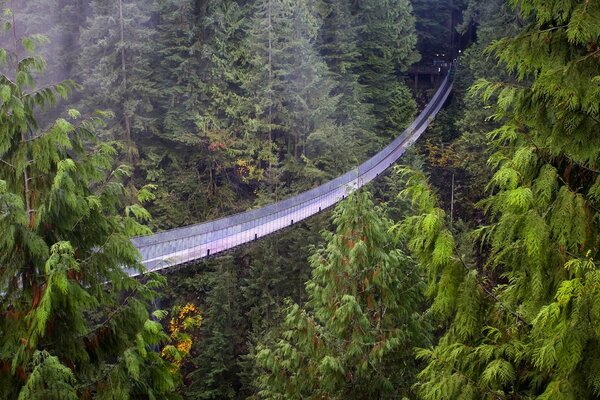 Eine lange Brücke mitten in einem Nadelwald