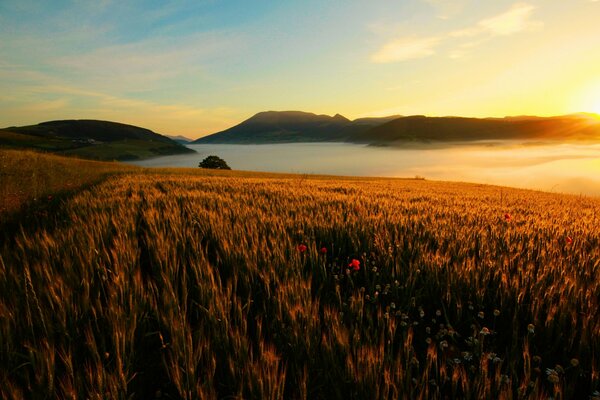 The sun is behind the mountains. Wild flowers