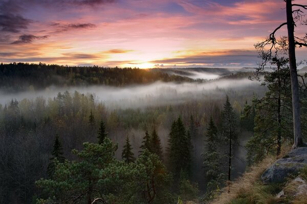 Bright sunrise over a misty forest