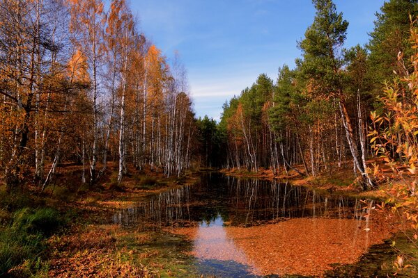 Пейзаж природа осень, озеро деревья сосны