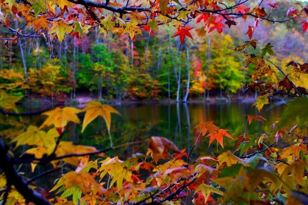 Autumn foliage falling into the water