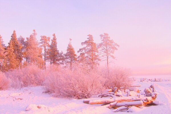 L hiver et le froid et les arbres gèlent de la glace