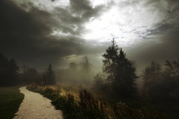 Nebel unter dem Waldweg