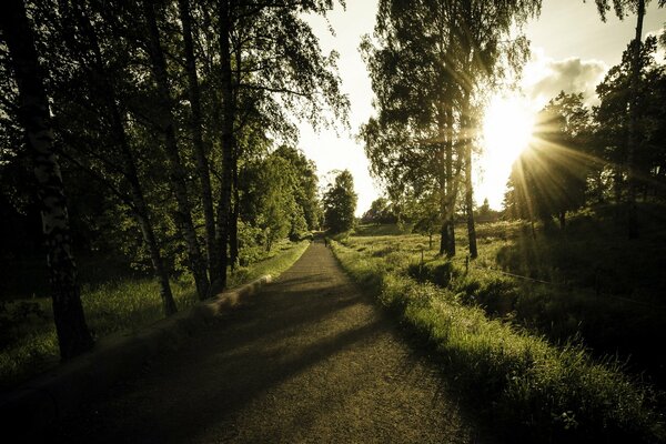 A country road in the rays of the setting sun