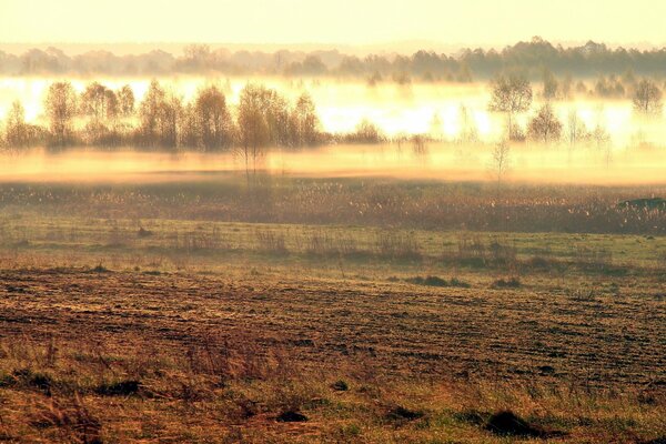 Feldlandschaft im Morgennebel